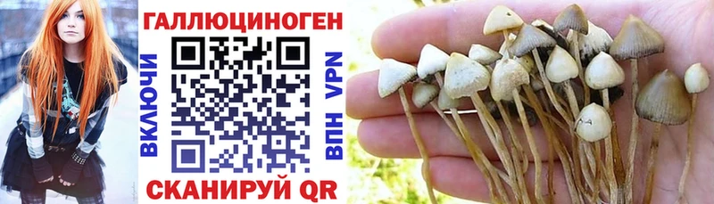 Галлюциногенные грибы Psilocybine cubensis Кисловодск